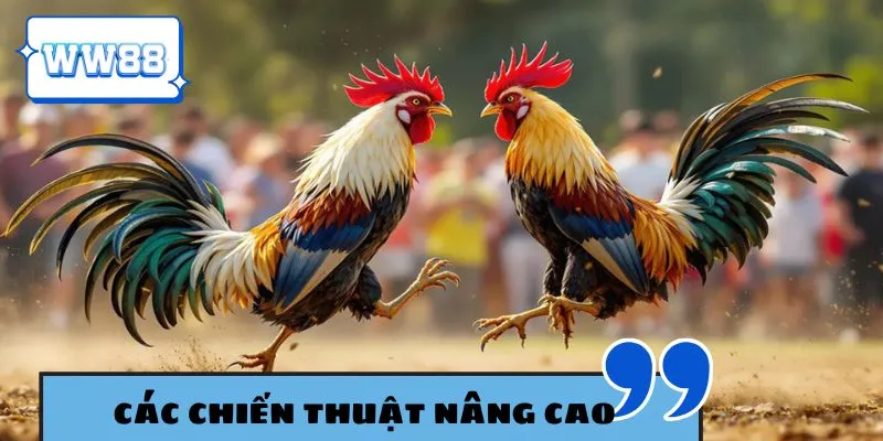 Tham khảo các chiến thuật chơi gà đòn khôn ngoan