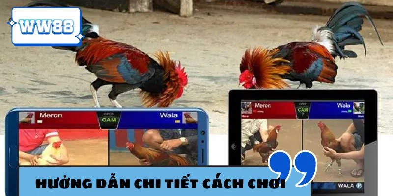 Tham khảo hướng dẫn chơi gà đòn cực dễ hiểu