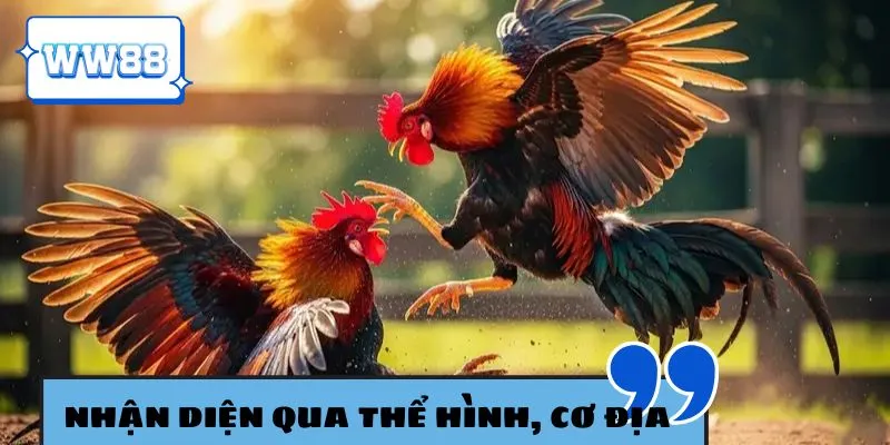 Quan sát thể hình và cơ địa để phát hiện chiến kê mạnh nhất